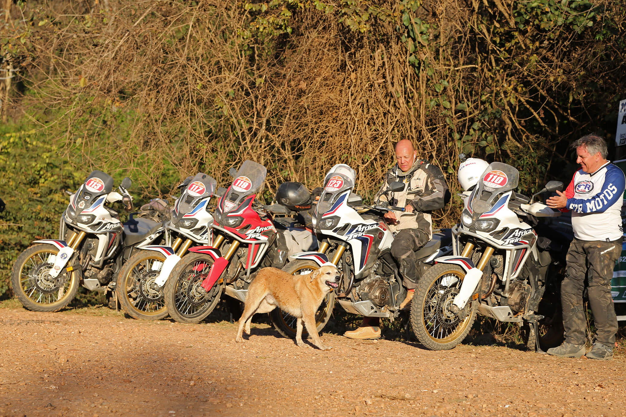 Cachorro Motos