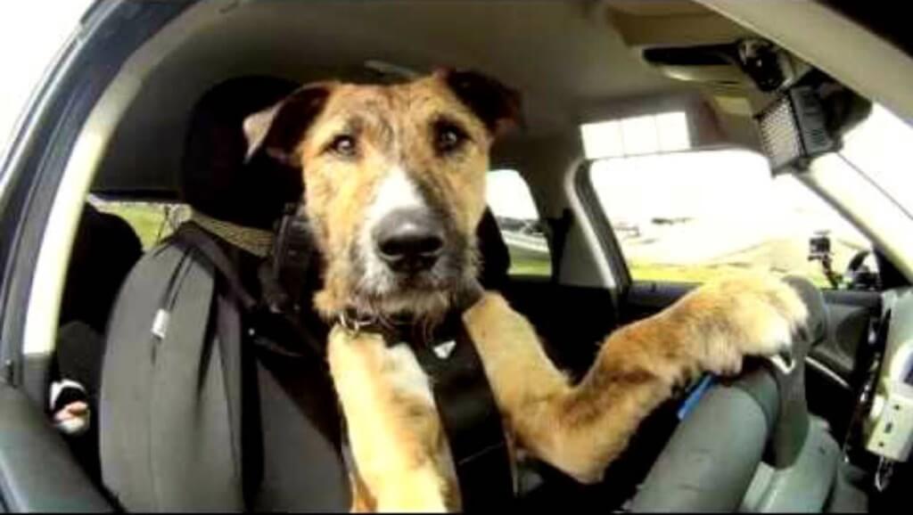 Cachorro ao volante