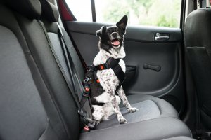 Como levar o animal dentro do carro