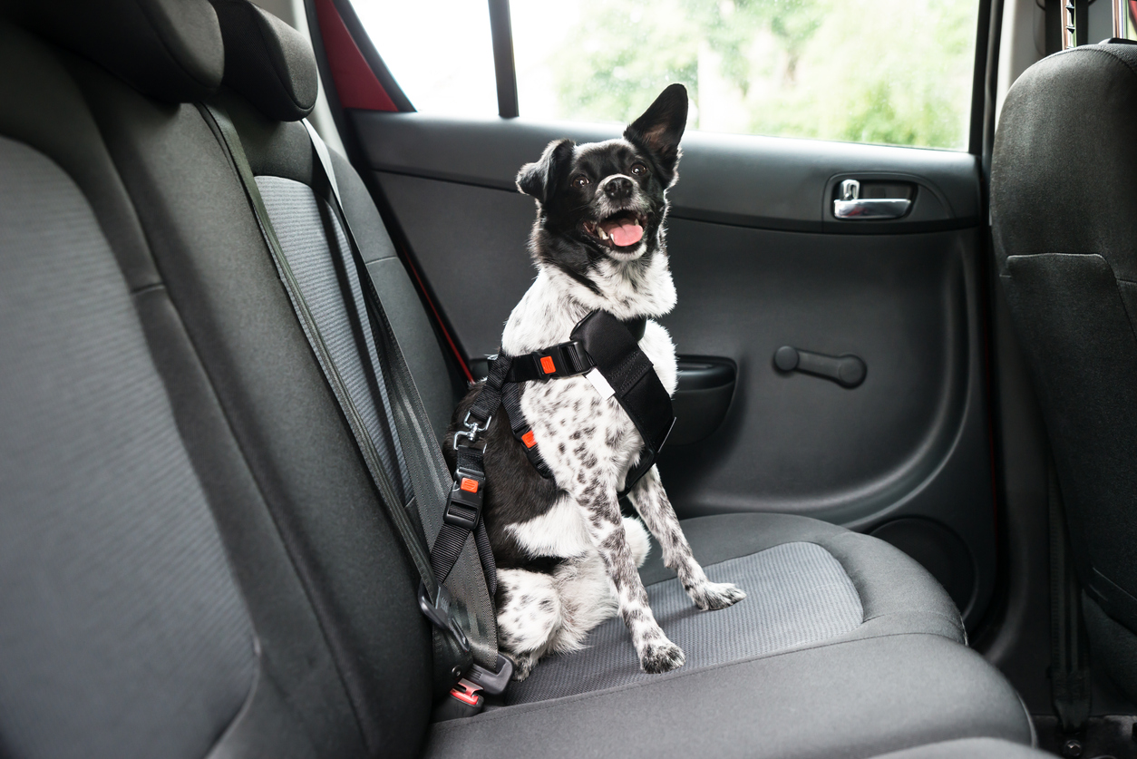 Como levar o animal dentro do carro