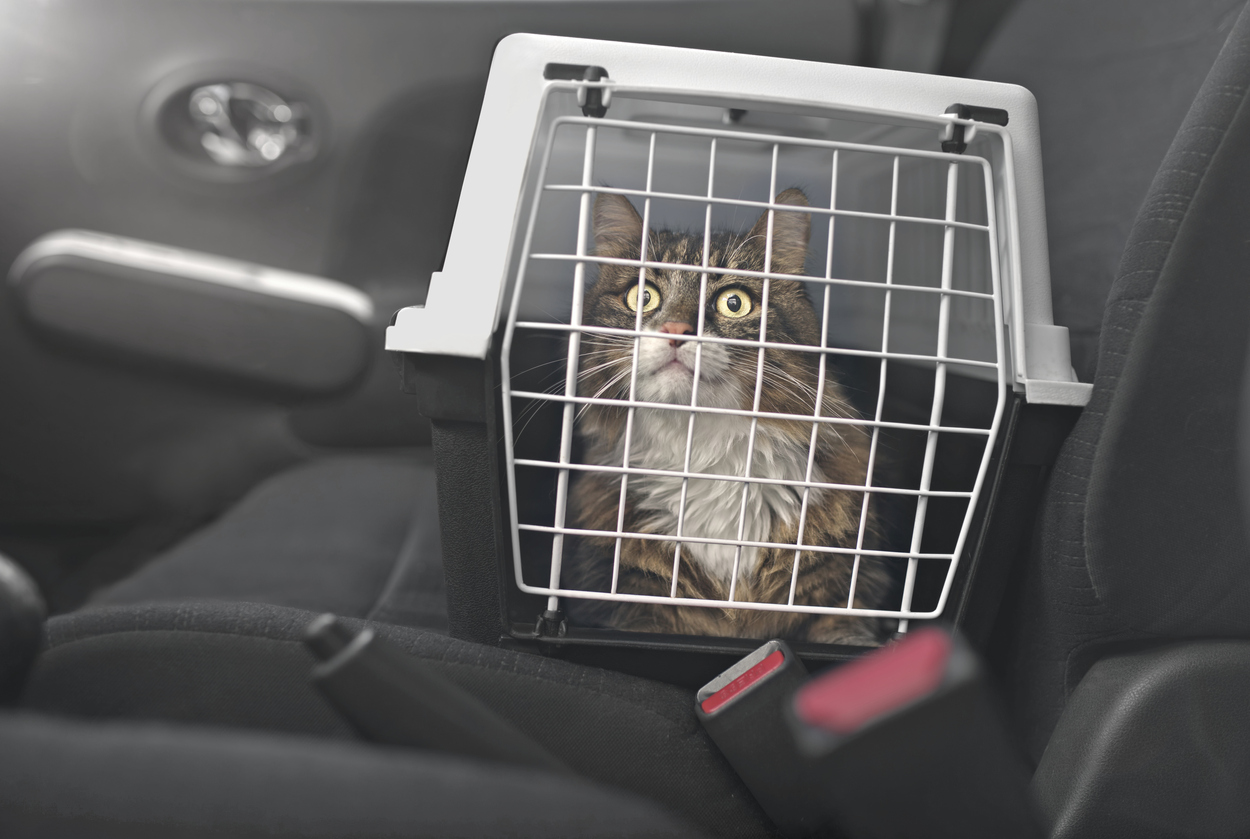 Como levar o animal dentro do carro