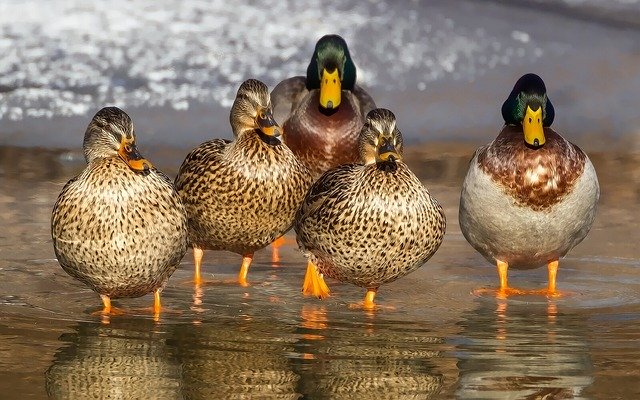 Patos combustíveis alternativos