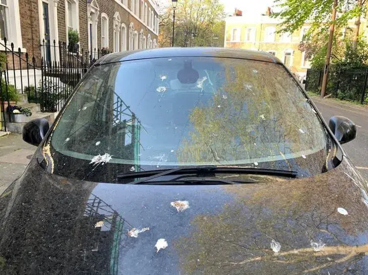 Carro Sujo Com Cocô De Passarinho