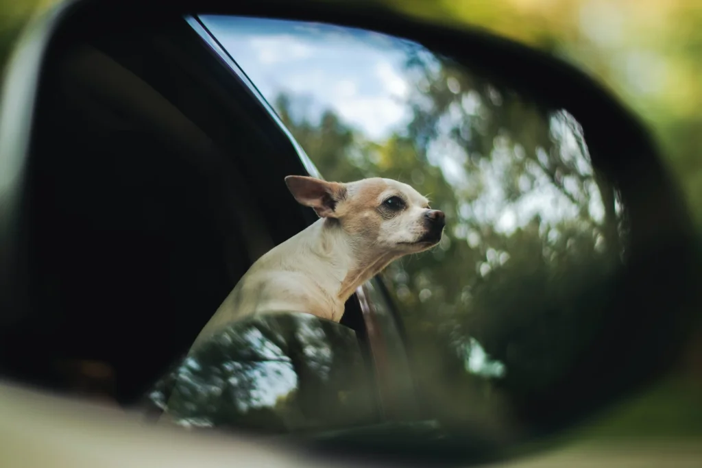 Dicas de como viajar com pet de carro