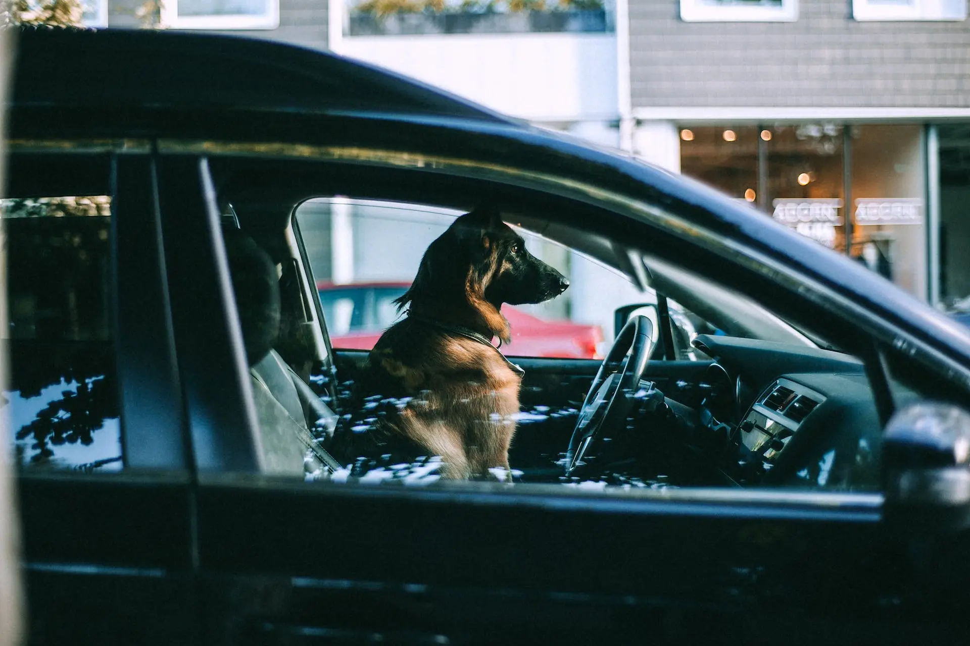 Pets Carro Viagem F1