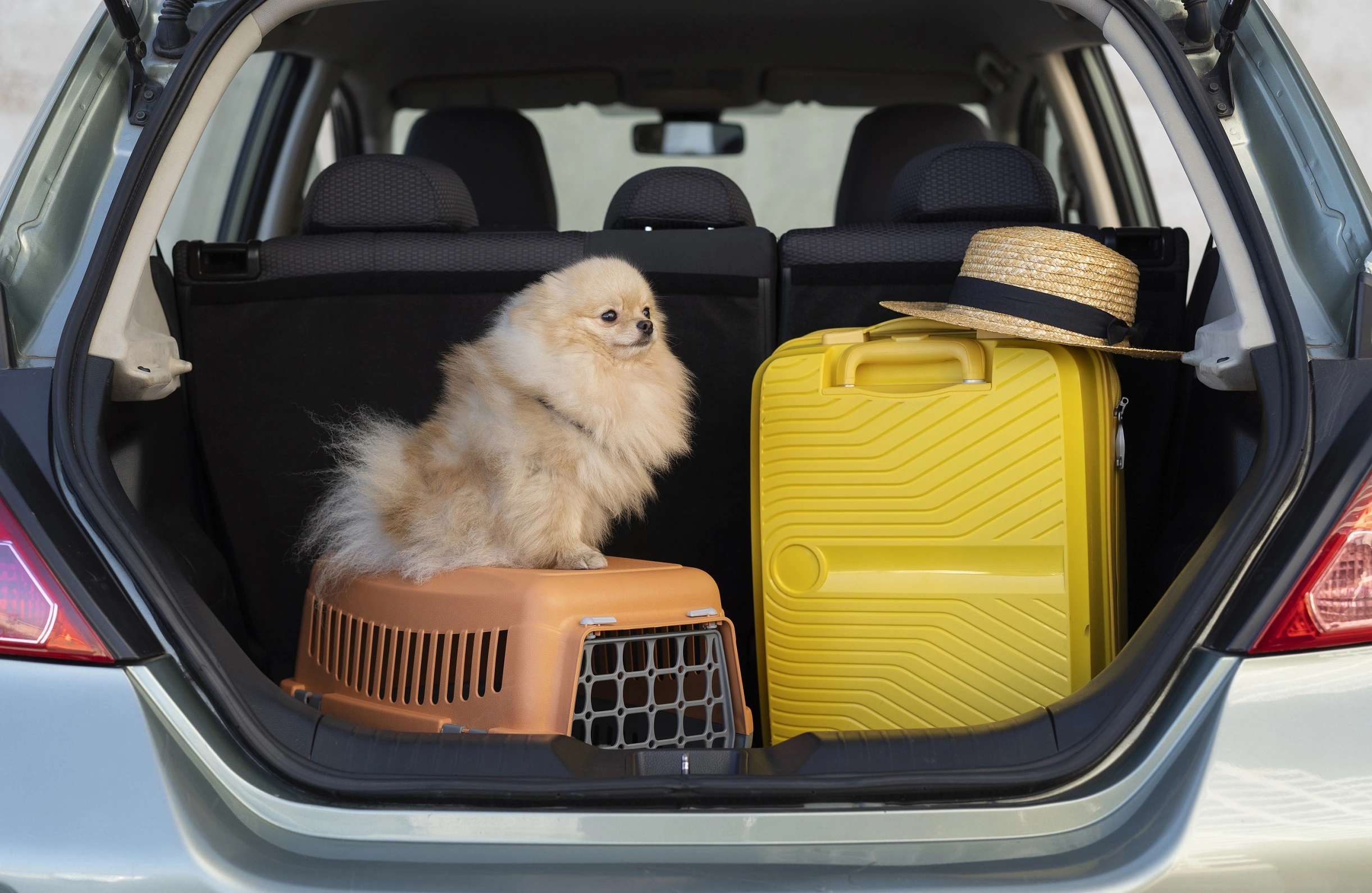 Dicas de como viajar com pet de carro