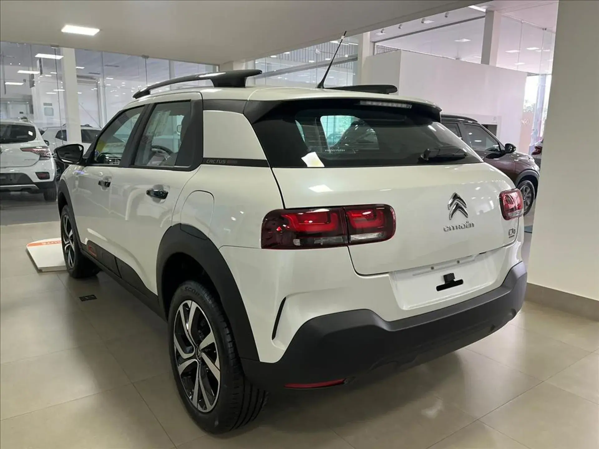 C4 Cactus 01