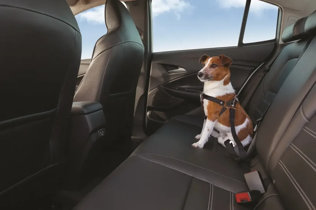 Dicas de como viajar com pet de carro